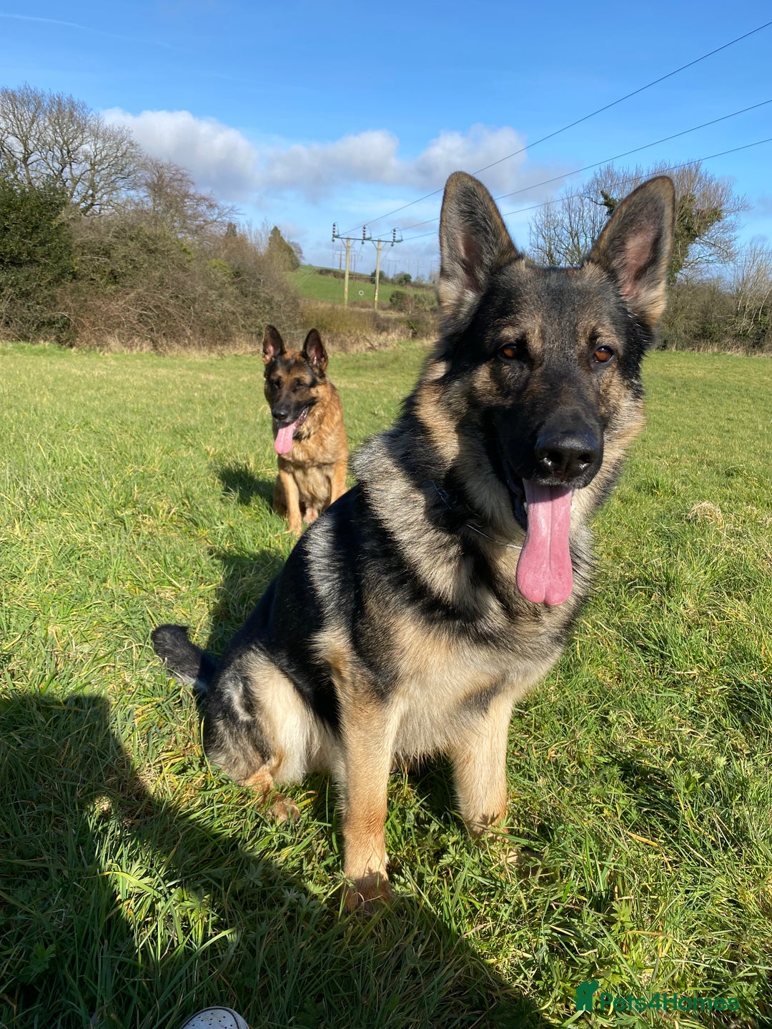 German Shepherd dogs for stud: Midas, straight back strong GSD - Image 2