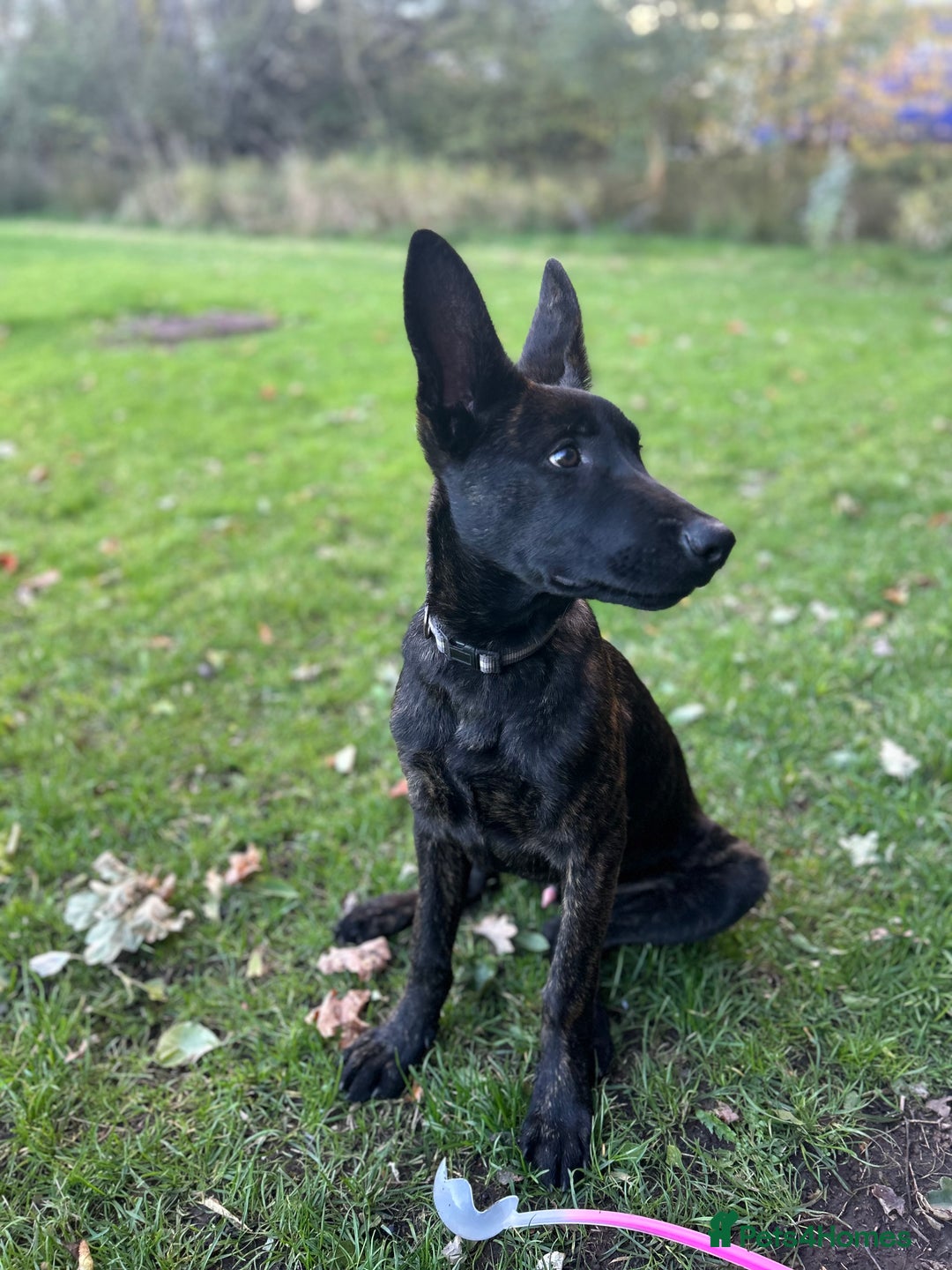 Belgian Shepherd Dog dogs for sale: DUTCH Shepherd puppies - Image 8