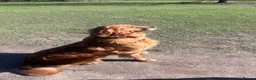 Golden Retriever dogs for sale: Loving, family raised golden retriever puppies  - Advert 6