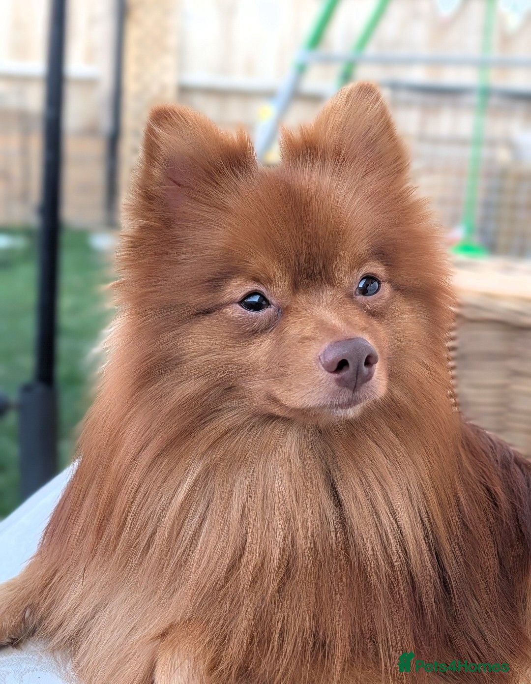Pomeranian dogs Ozzy the Pomeranian looking for his forever home🤍 - Advert 13