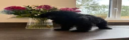 Toy Poodle dogs for sale: READY NOW solid black KC Toy poodle Girl - Advert 4