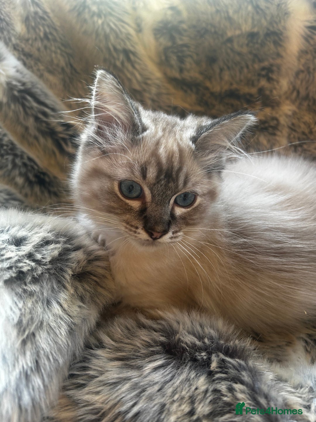 Ragdoll cats for sale: 5 STUNNING RAGDOLL KITTENS AVAILABLE NOW - Advert 10