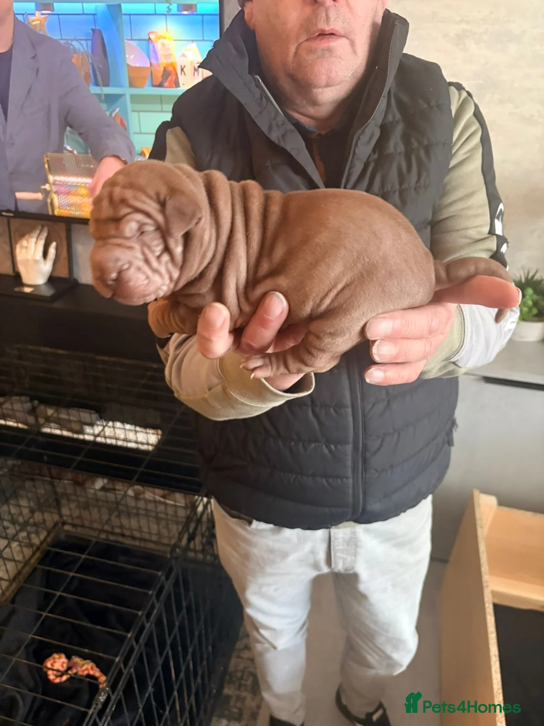 Shar Pei dogs for sale: Shar Pei Puppies looking for forever homes - Advert 9