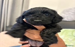 Mixed Breed dogs for sale: Cockapoo cross Poochon  - Image 7