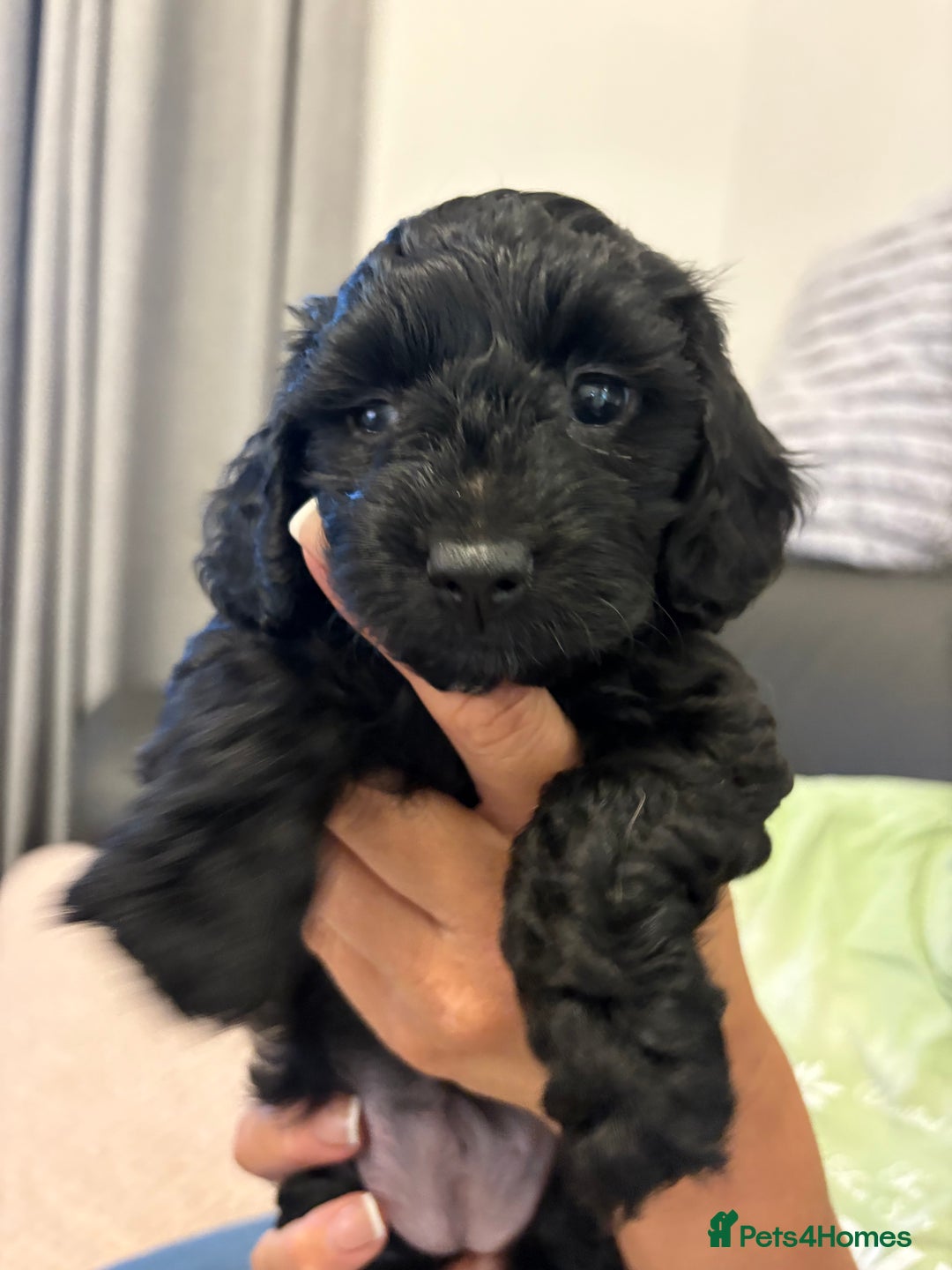Mixed Breed dogs for sale: Cockapoo cross Poochon  - Image 7