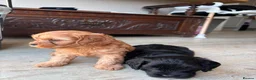 Cavapoo dogs for sale: Beautiful set of 5 puppies  - Advert 17