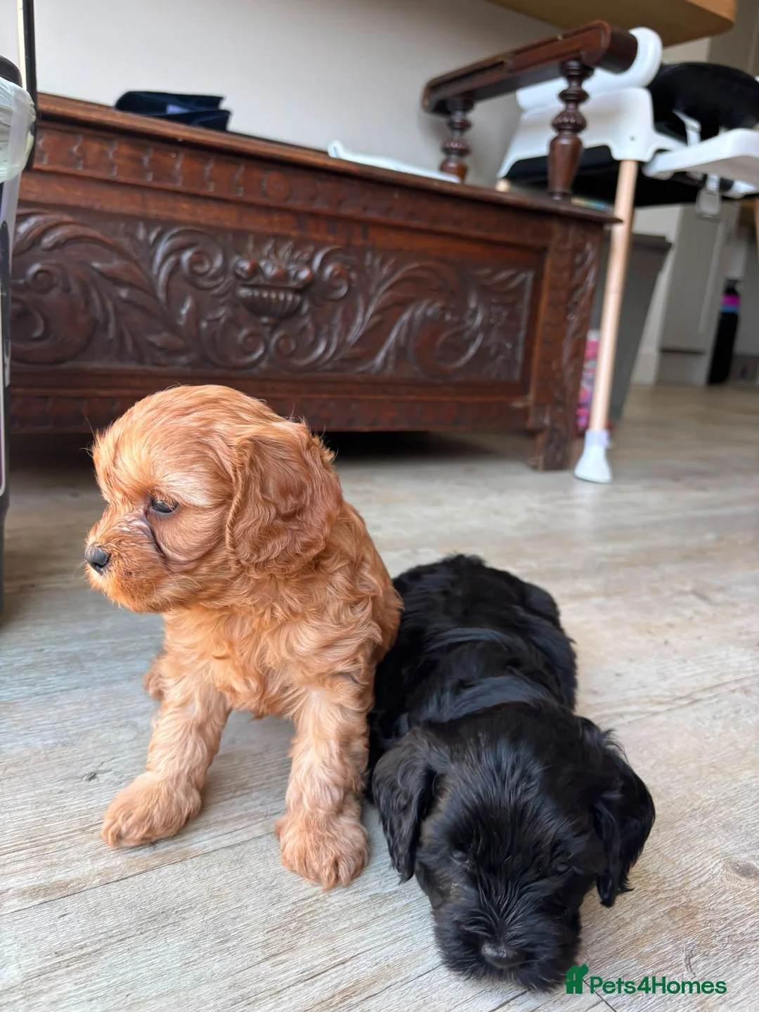 Cavapoo dogs for sale: Beautiful set of 5 puppies  - Advert 17