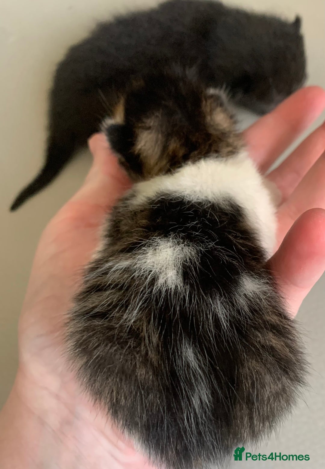 Mixed Breed cats for sale: Mixed litter of beautiful kittens  - Advert 11