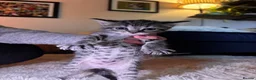 Mixed Breed cats for sale: Adorable kittens in Chesham - Advert 6
