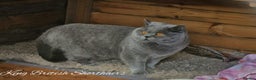 British Shorthair cats for stud: Imported Pedigree British Shorthair, BG B in London - Advert 5
