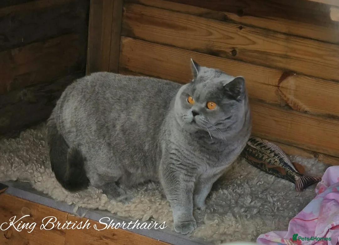 British Shorthair cats for stud: Imported Pedigree British Shorthair, BG B in London - Advert 5