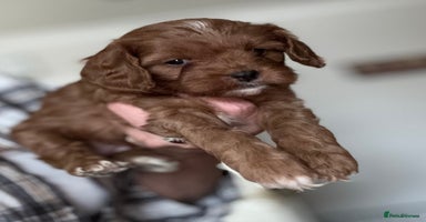 Cavapoo dogs - Advert 14
