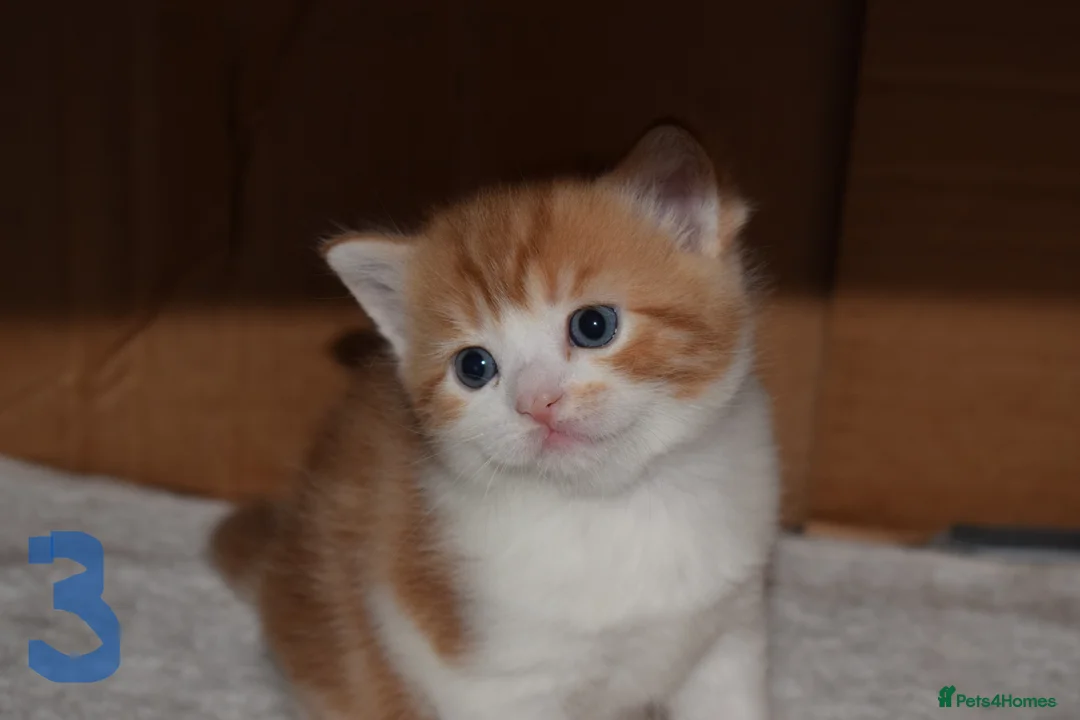 Mixed Breed cats for sale: Fluffy half ragdoll kittens available for sale - Advert 11