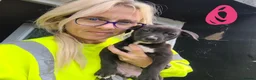 Lurcher dogs for sale: Collie bull greys - Advert 3