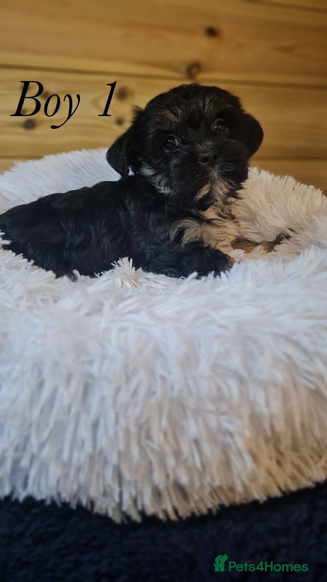 Shorkie dogs for sale: 9 stunning shorkie puppies - Image 8