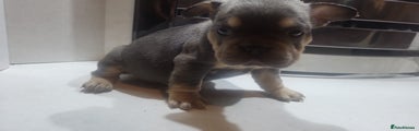 French Bulldog Puppy 3