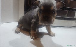 French Bulldog dogs for sale: New shade french bulldogs - Image 8