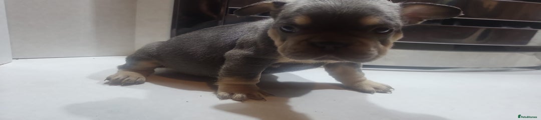 French Bulldog Puppy 3