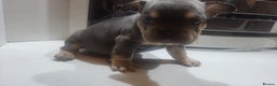 French Bulldog dogs for sale: New shade french bulldogs - Advert 19