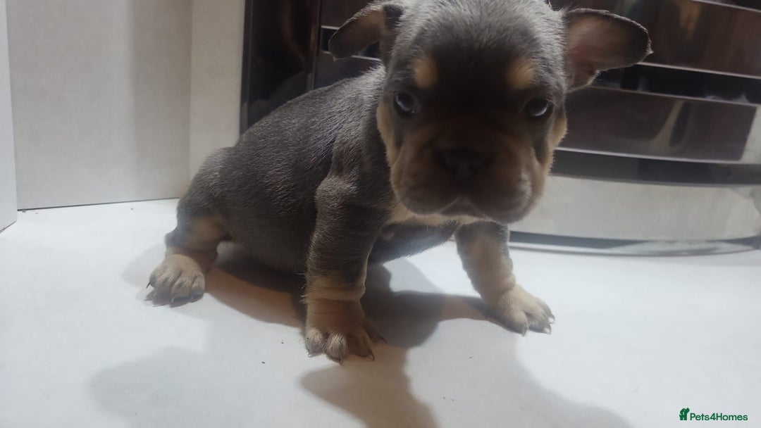 French Bulldog dogs for sale: New shade french bulldogs - Image 8