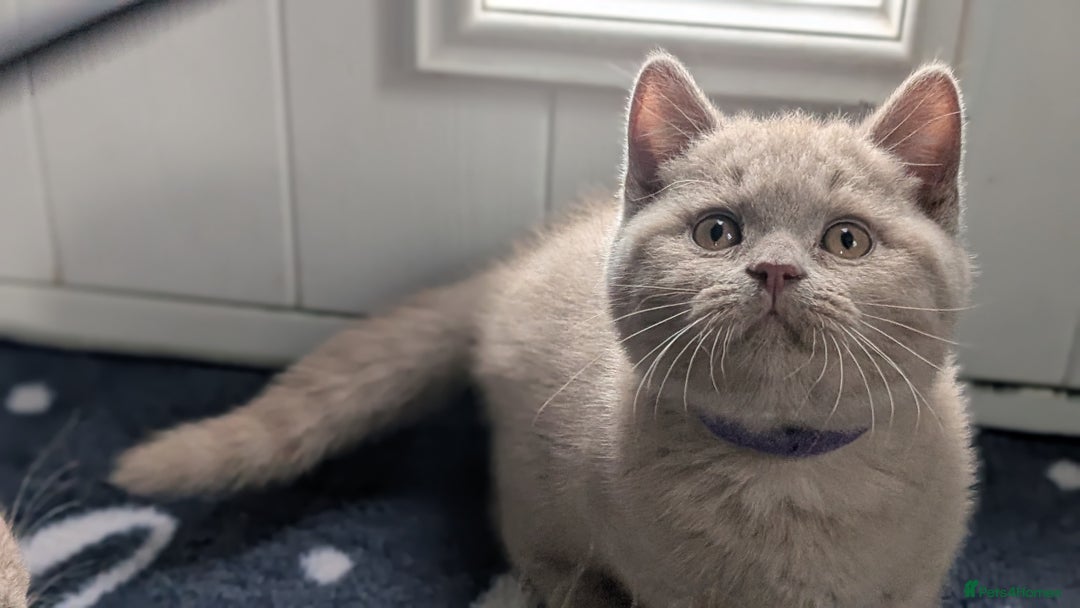 British Shorthair cats for sale: Only one boy available 💜🐾 - Image 9