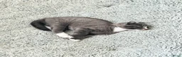 Mixed Breed cats for sale: Stunning Charcoal Mackrel Stripe Female Kitten  - Advert 4