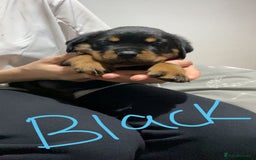 Rottweiler dogs for sale: Kc rottweiler puppies  - Image 16