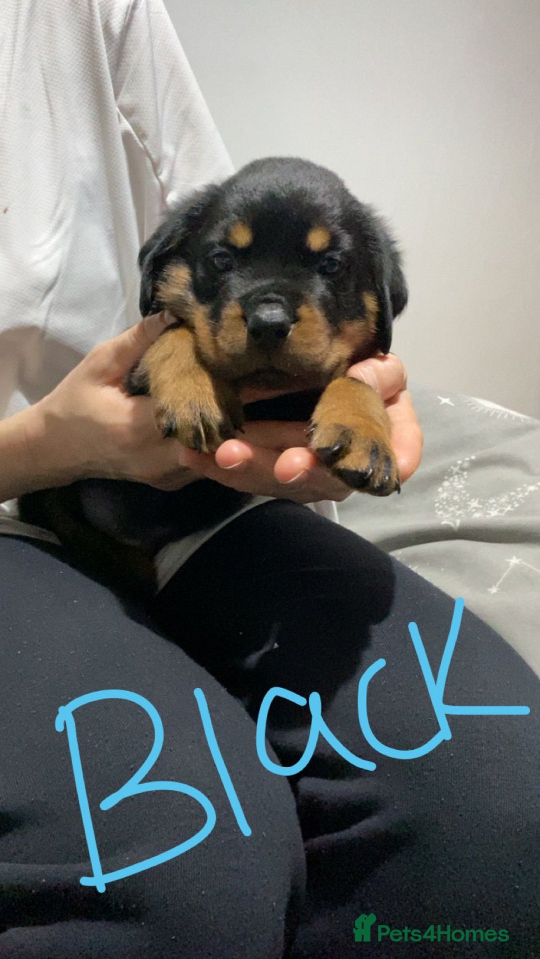Rottweiler dogs for sale: Kc rottweiler puppies  - Image 16