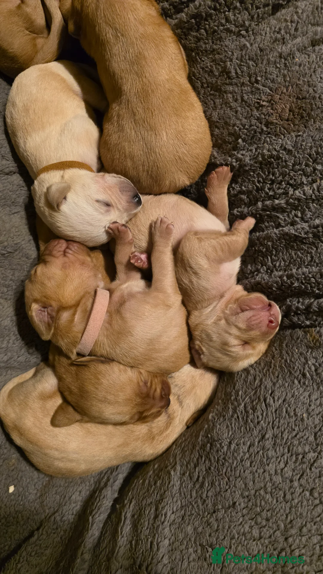 Labrador Retriever dogs for sale: Stunning labrador pups  in Spalding - Advert 14