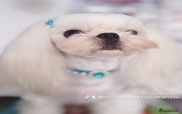 Maltese dogs for sale: 💙Stunning Korean Maltese Boy💙 - Image 7