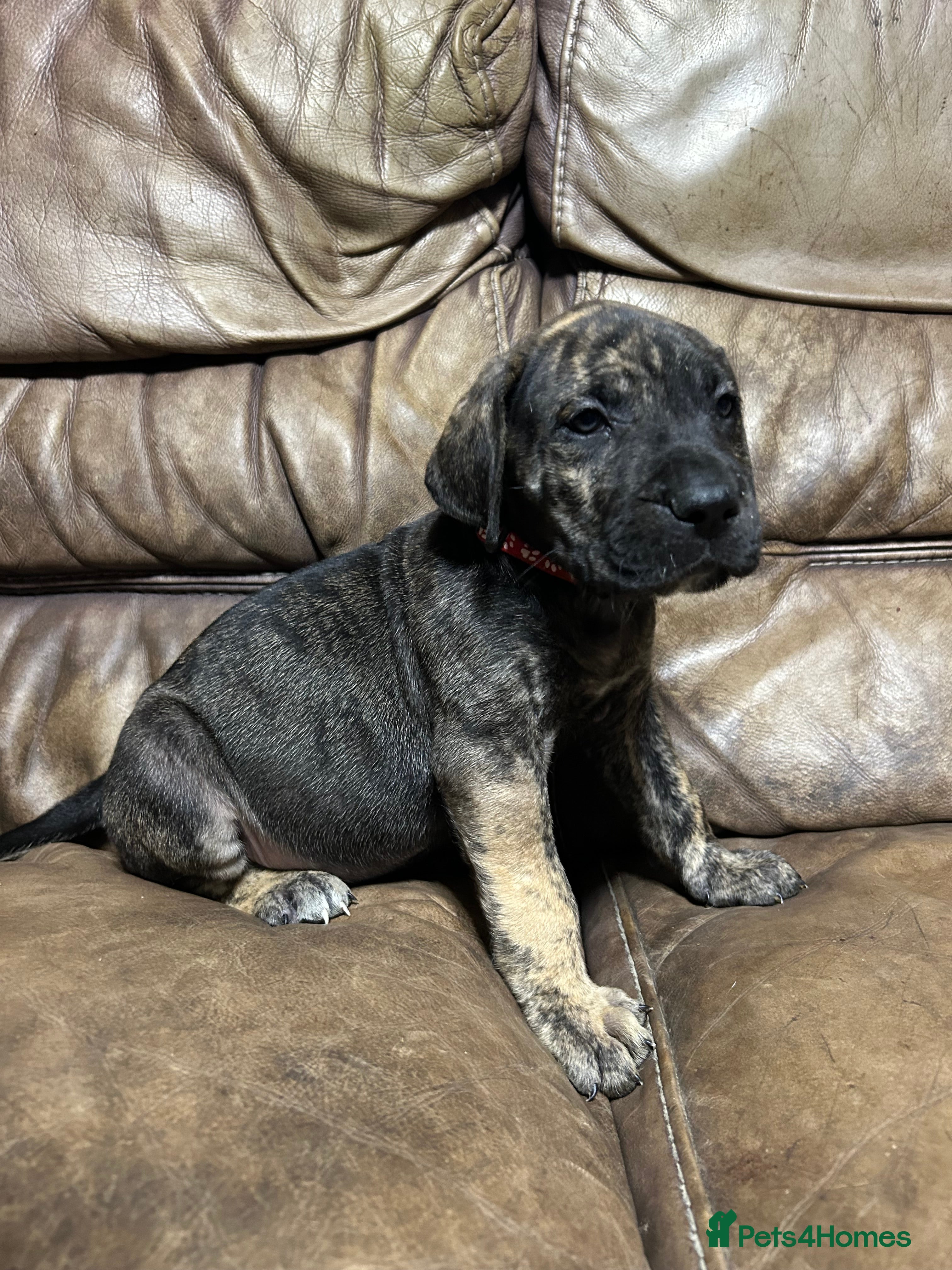 Mixed Breed dogs 3 Boys Left Daniff puppies. Great Dane/Mastiff - Advert 5