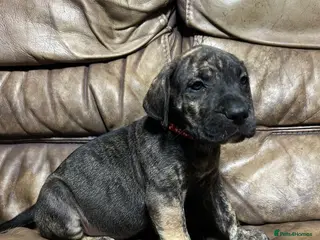 Mixed Breed dogs 3 Boys Left Daniff puppies. Great Dane/Mastiff - Advert 5