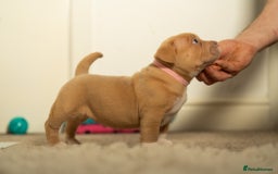 American Bully dogs for sale: Extraordinary Pocket Bully pups - Advert 12