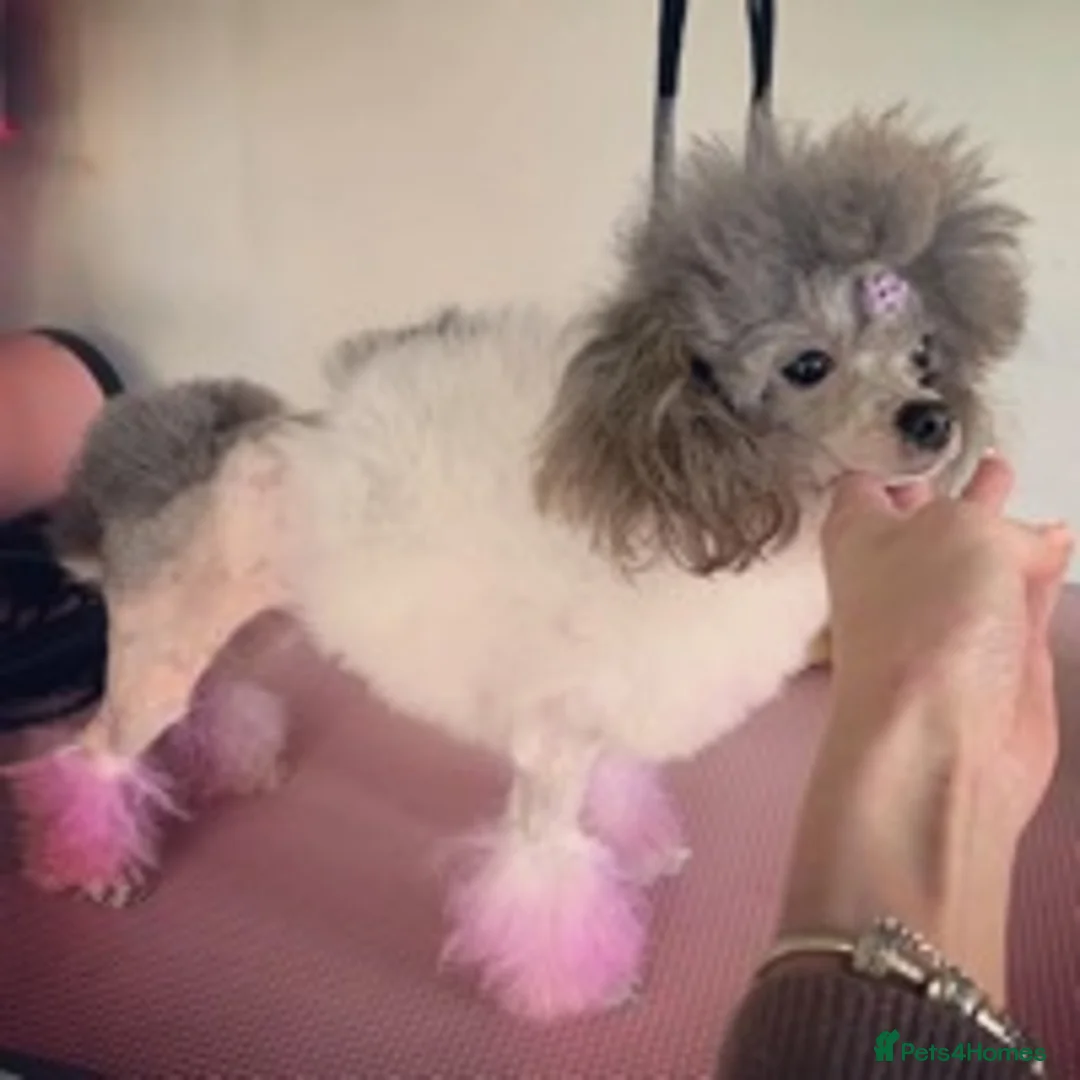 Toy Poodle dogs for stud: 7.5inch Toy HEALTH TESTED ASIAN IMPORT in Guildford - Advert 16