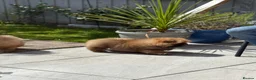 Chow Chow dogs for sale: STUNNING CHOW CHOW PUPPIES READY NOW - Advert 13