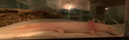 Axolotl reptiles for sale: 2 x Adult Axolotls  in Milton Keynes - Advert 1