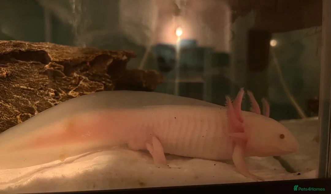 Axolotl reptiles for sale: 2 x Adult Axolotls  in Milton Keynes - Advert 1