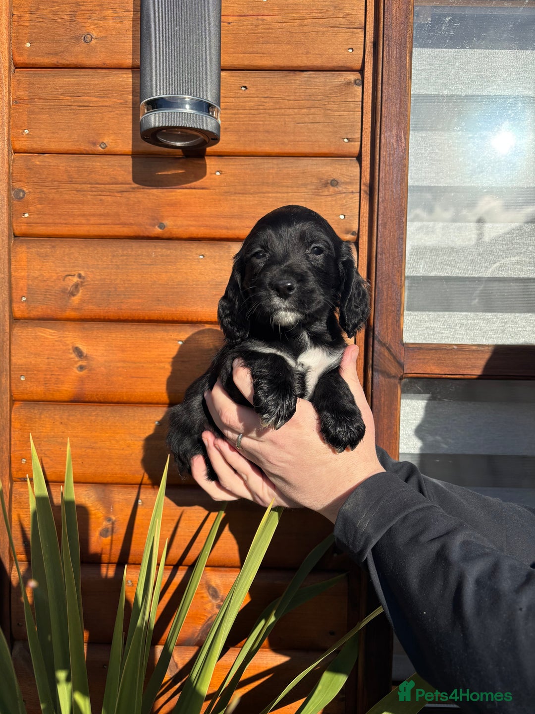 Cocker Spaniel dogs for sale: Cocker spaniel puppies  - Advert 6