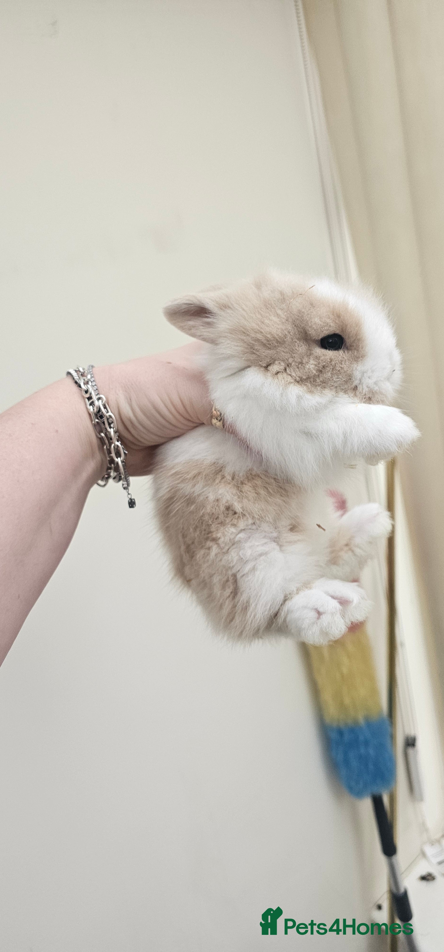 Dwarf Lop rabbits  2 Baby dwarf lionhead bunnies for sale  - Advert 12