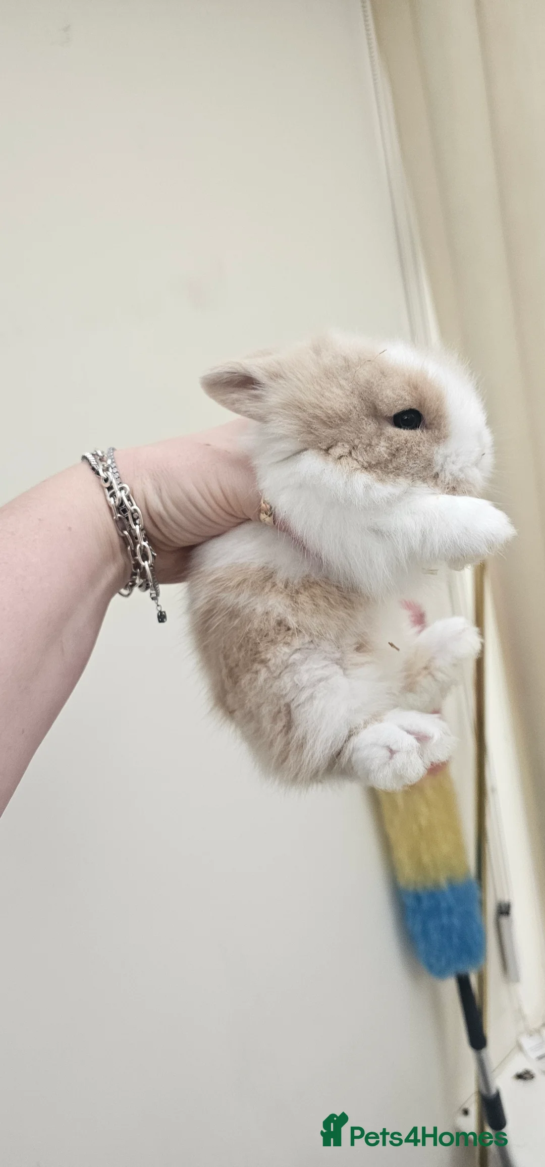 Dwarf Lop rabbits for sale:  2 Baby dwarf lionhead bunnies for sale  - Advert 1