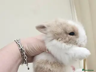 Dwarf Lop rabbits 2 Baby dwarf lionhead bunnies for sale - Advert 12