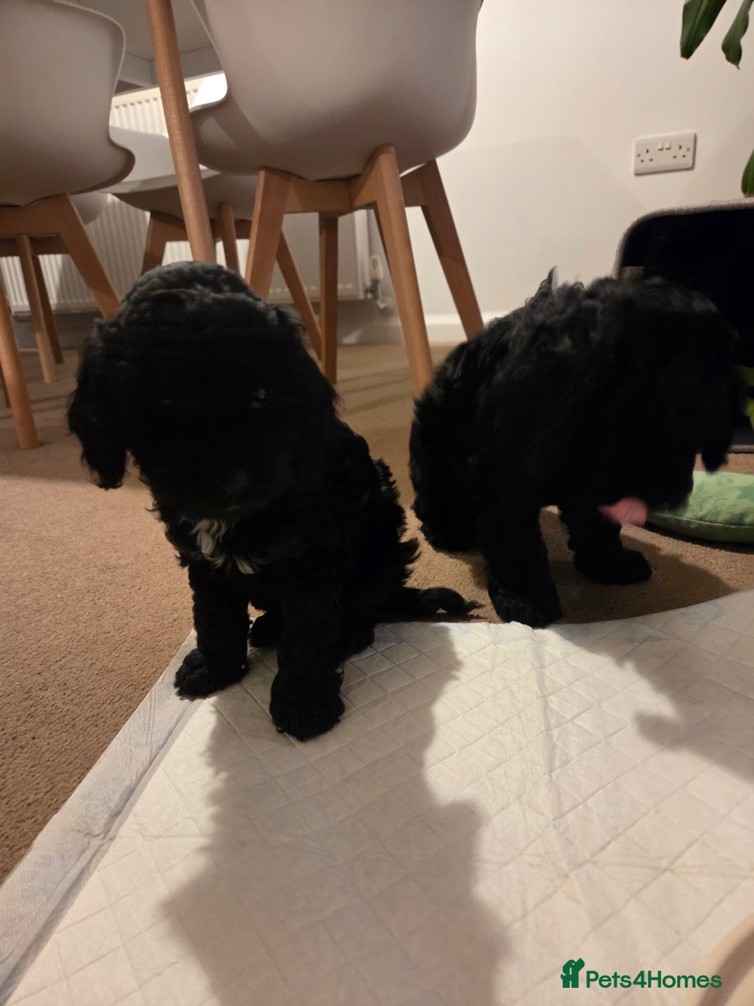 Cockapoo dogs for sale: Cockapoo Puppies  - Advert 13