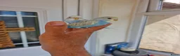 Budgerigars birds for sale: Super Silly hand tamed budgie - Advert 2