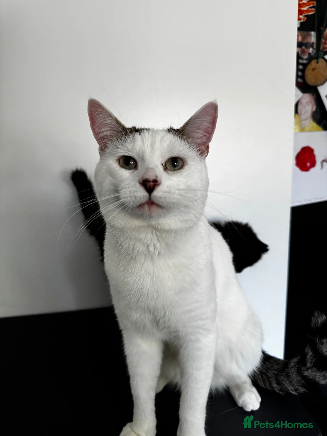 Mixed Breed cats for sale: 2 LOVING MALES  in Tamworth - Advert 5