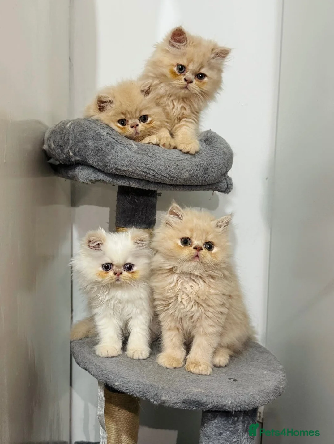 Persian cats for sale: 🐾 Persian Kittens for Sale 🐾 in Coventry - Advert 1