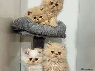 Persian cats 🐾 Persian Kittens for Sale 🐾 - Advert 11