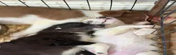 Border Collie dogs for sale: Rare coloured Border Collie Puppies for sale - Advert 8