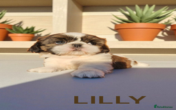 Shih Tzu dogs for sale: 💕🐶💕 STUNNING SHIH TZU 💕🐶💕 - Image 35