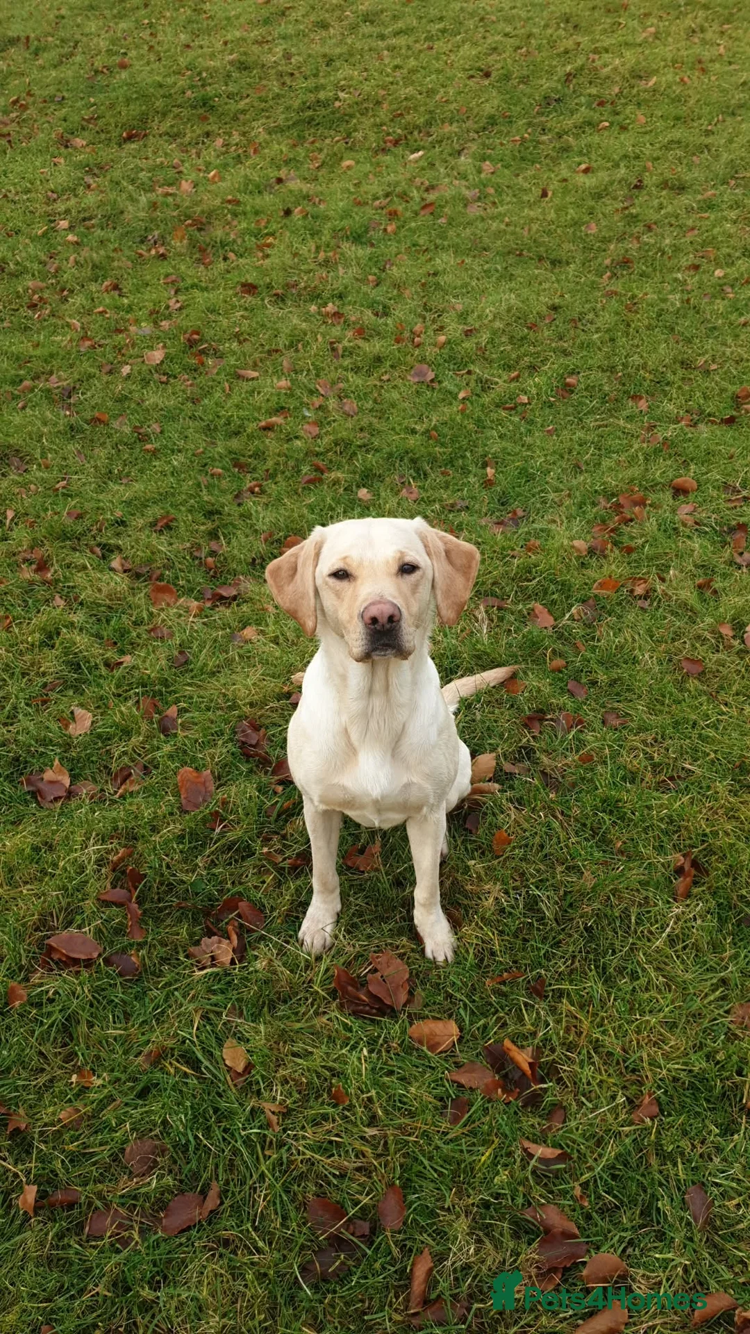 Labrador Retriever dogs for sale: 9 Labrador pups  in Kelso - Advert 2