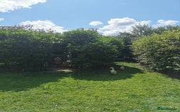 Ducks poultry for sale: 2X Female Indian Runner Ducks + Home - Image 2